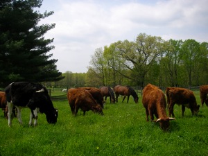 Some of our Cattle
